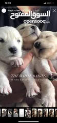  2 White German Shepherd Puppies جراوي جيرمن ابيض