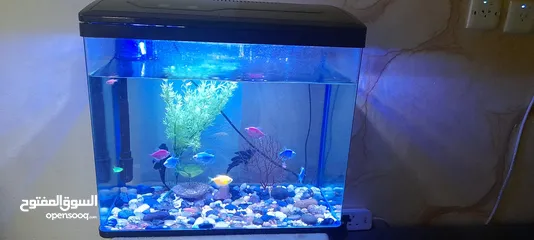  2 Fish Aquarium full Set