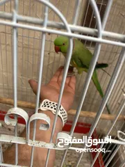  6 ببغاء الدرة المطوق الهندي اليف زي اللعبة ثوب رائع تربل جامبو