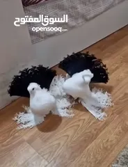  3 مطلوب جوز شغالات او فراخ نفس الي بالصوره