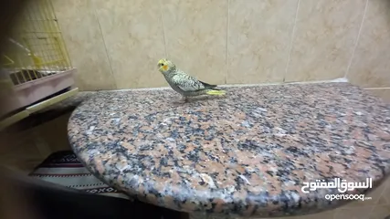  7 ببغاء كوكتيل اليف وعمرو صغير