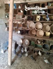  1 كوم حمام كش للبيع كلها فحول صواريخ بسعر حرق للتواصل بالوصف