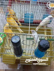  1 جوز شغالات  مخاليف عدد 5