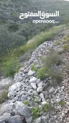  3 ارض للبيع كوشان طابو منطقه الف مشجره زيتون