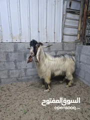  1 للبيع تيس.