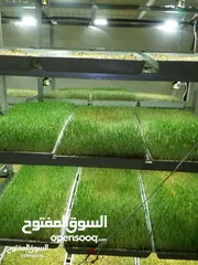  19 استنبات شعير  شعير مستنبت Sprouted   صواني استنبات شعير Barley germination barley