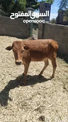  10 أبقار محليه