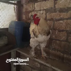  2 2فراريج براهما للبيع