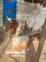  1 اغنام للبيع م شالله سمينات