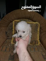  15 انثى فرنش تيرير عمر شهرين   puppy 2-months female - French Terrier