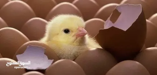  1 صوص دجاج للبيع