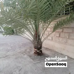  8 لتنظيف النخيل والواشنتونيا والاهتمام بالحدائق والثمار بكافه انواعها