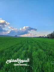  4 أرض للبيع الحصن طريق اربد عمان