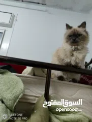  6 قطة هملايا انثى لتزاوج عمرها سنة