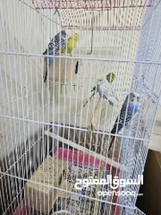  2 Budgie - 3 males 2 females