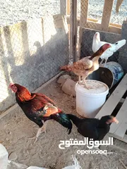  3 للبيع دجاج بكستاني اصل