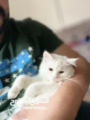  1 قطة فارسية بيضاء ،لعوبة ومطعمة بالكامل  White Persian Kitten for Sale.