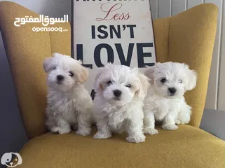  3 Maltese puppies 2 months مالتيز جرو عمر شهرين