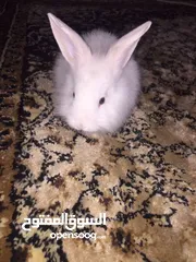  9 rabbit&bunny ارانب