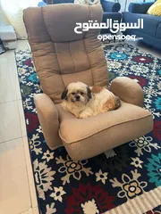  7 Shih tzue For contact whats only  6 months  Female