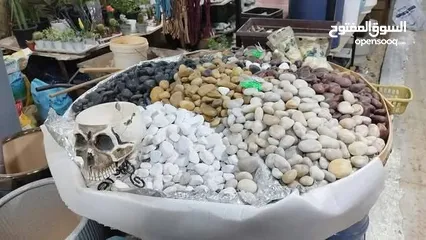  12 نجيل طبيعي ونجيل ديكوندرا