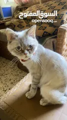  1 قطه للتبني
