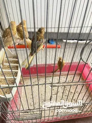  1 خمس حبات كنار