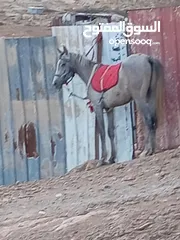  3 مهر عربي للبيع