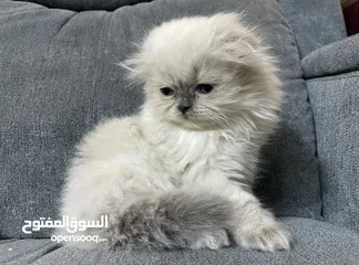  8 سكوتش فولد و مكس سكوتش فولد x هملايا