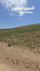  2 ارض زراعية للبيع