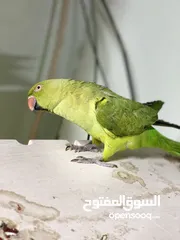  3 ببغاء دره لطيف