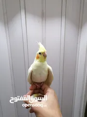  13 كوكتيل اليفات لاتينو عين حمراء