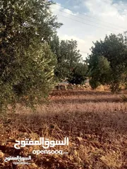  26 لقطه مزرعه مع بيت ريفي 48 الف قابل للتفاوض منطقه ريف جرش