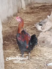  3 ديج للبيع اقره الوصف