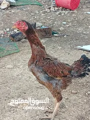  6 متاح بيض باكستاني خط اول..
