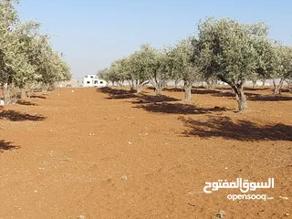  4 مادبا ماعين ارض زراعية مميزة عليها مزرعة زيتون جاهزة واصل جميع الخدمات مساحتها 4500 م