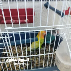  2 جوز فيشر روز آية في الجمال