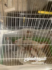  4 طيور زيبرا
