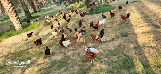  8 Gulf Cemani Chicken Farm