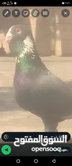  1 حمام لل بيع لدواعي اسفر