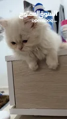  4 شيرازي ثلاث شهور
