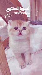  4 سكوتش ستريت وny11