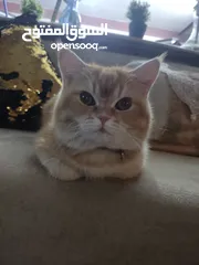  3 قط سكوتش (ذكر) للبيع