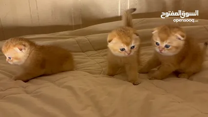  10 قولدن سكوتش فولد golden scottish fold