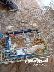  9 أكثر من 14جوز  موجود أكثر من20مخلف