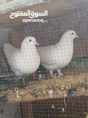  2 زوجين حمام كينج شغالات ومكفولات نخب