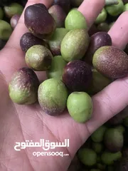  1 مطلوب زيتون حب للبيع