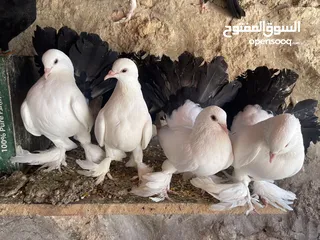  4 جواز حمام للبيع كوم