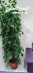  2 artificial tree شجرة صناعية