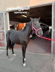  4 للبيع خيل قفز (يرجاء التواصل على الواتس اب فقط)